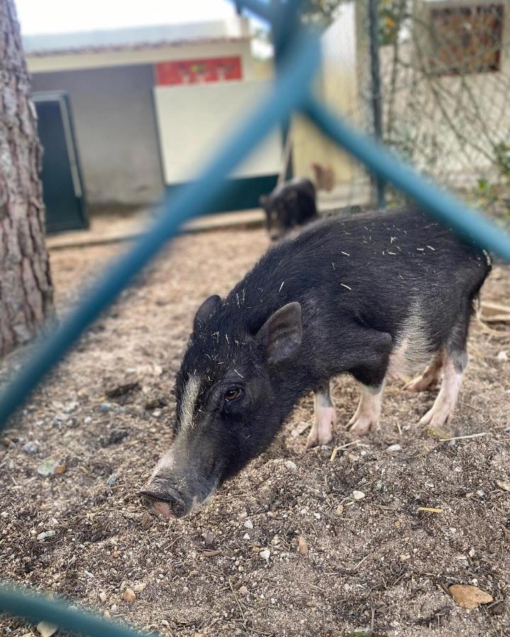 Hotel Quinta Da Mimosa Fajarda Zewnętrze zdjęcie
